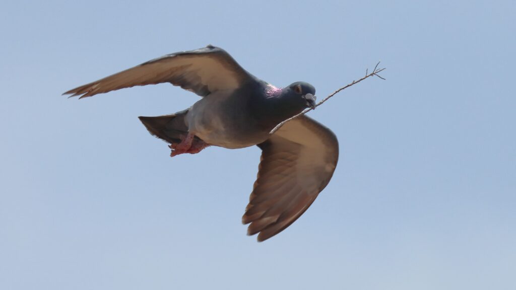 Kalliokyyhky lennossa risu nokassaan. Kuva Ari Niiniviita