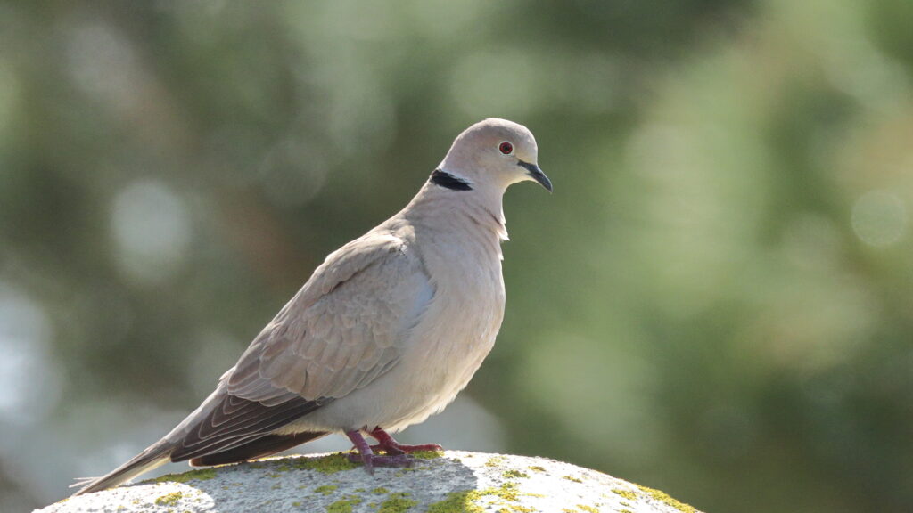 Turkinkyyhky istui tolpan päällä ja ihmetteli maailman menoa. Kuva Ari Niiniviita